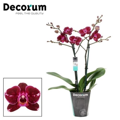 Phalaenopsis multiflora broken heart		-	4	-	Adet