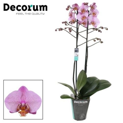 Phalaenopsis manhattan