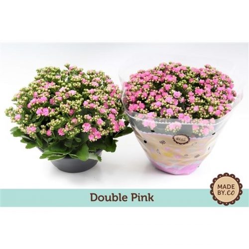 Kalanchoe rosalina roze
