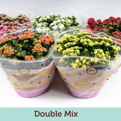 Kalanchoe rosalina mix double
