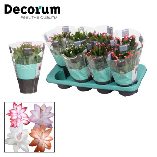 Schlumbergera mix