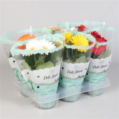 Gerbera colourgame mix