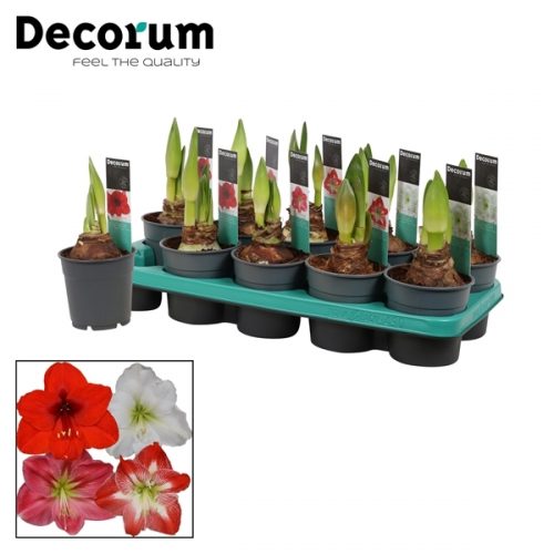 Hippeastrum mix extra	 2 knop	-	6	-	Adet