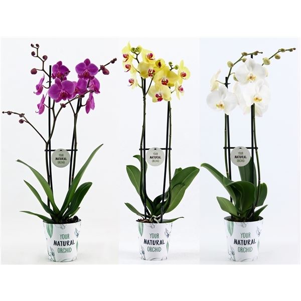 Phalaenopsis mix 1 Phalaenopsis mix