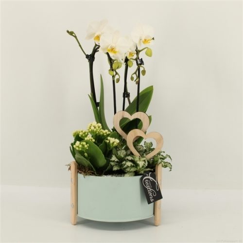 Phalrm-2022w romantic phalaenopsis	-	3	-	Adet