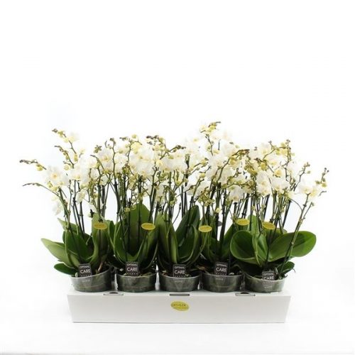 Phalaenopsis multiflora wit