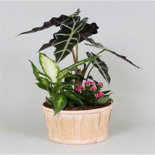 Arrangementen kamerplanten mix