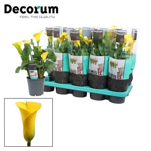 Zantedeschia gold crown 12cm (decor		-	6	-	Adet