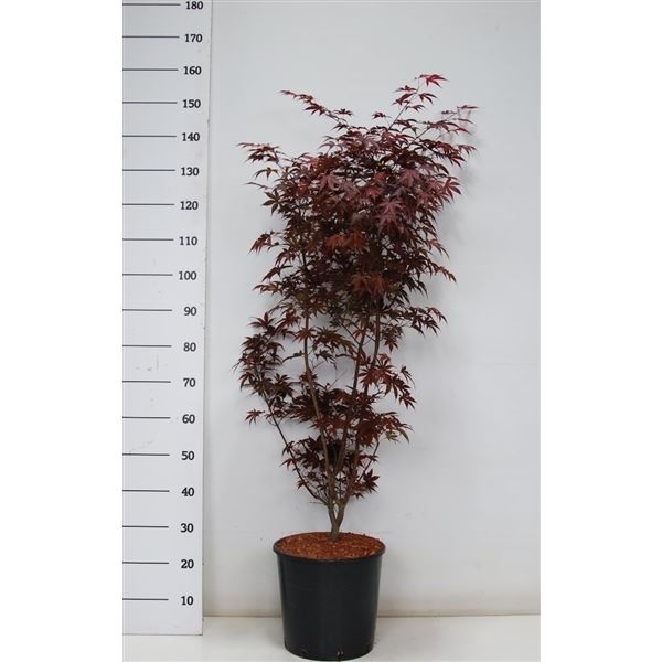 Acer pal. bloodgood