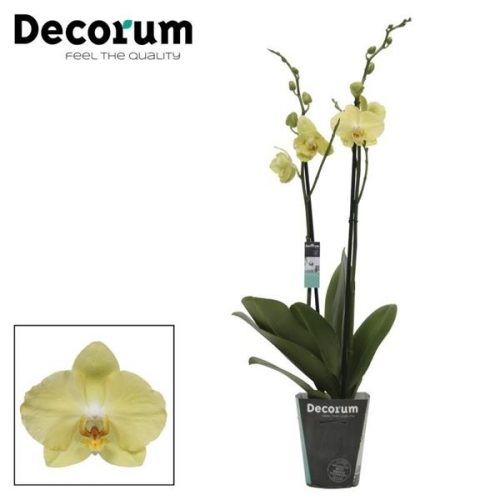 Phalaenopsis ferrara	 2 tak st.1	-	4	-	Adet
