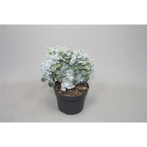 Echeveria pulvinata frosty