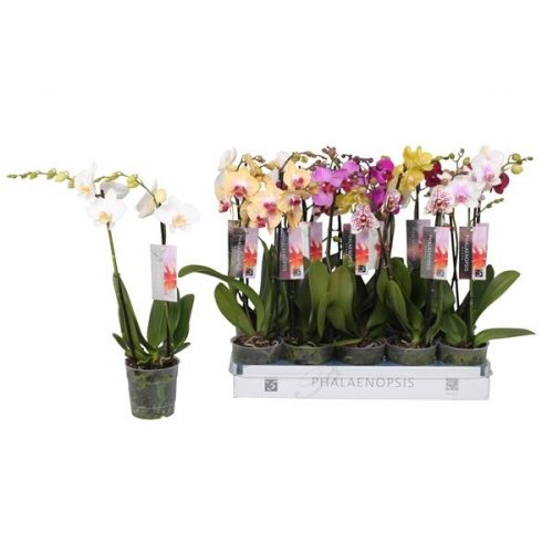 Phalaenopsis mix 6 kleuren
