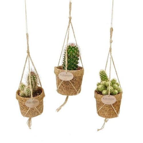 Kokopot cactus mix kps10cactus