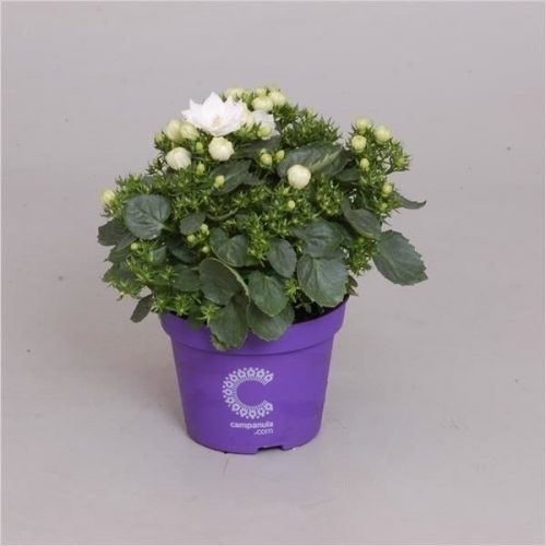 Campanula isoph. dublin wit