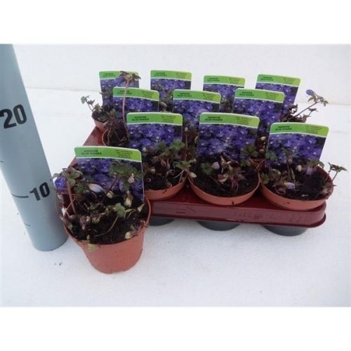 Anemone blanda blu shades