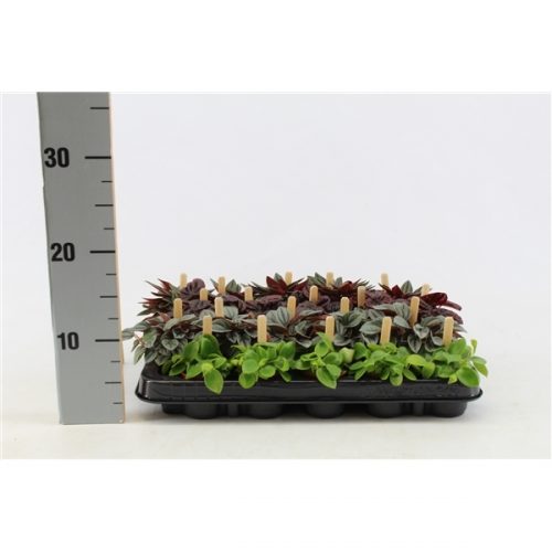 Peperomia mix