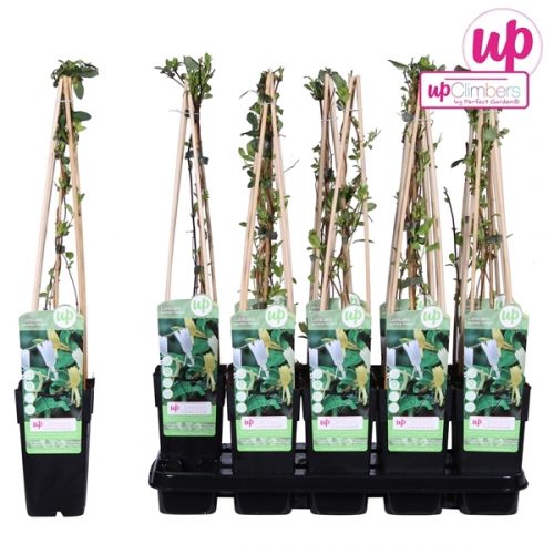 Lonicera japonica halliana