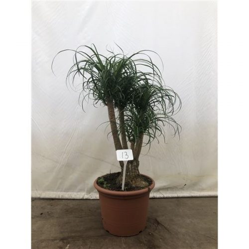 Beaucarnea recurvata vertakt nummer 13