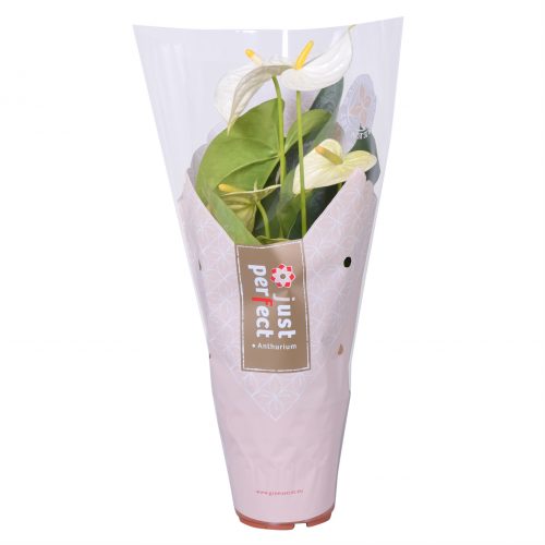 Anthurium andr. mont blanc