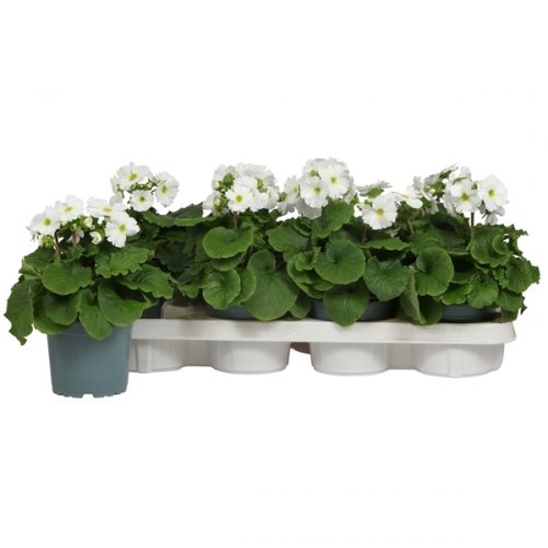 Primula obconica touch me wit