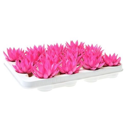 Echeveria miranda rainbow neon pink