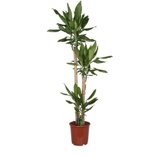 Dracaena fragr. steudneri green