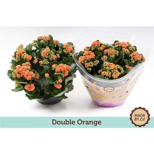 Kalanchoe rosalina oranje