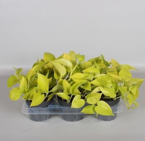 Epipremnum pinnatum golden pothos