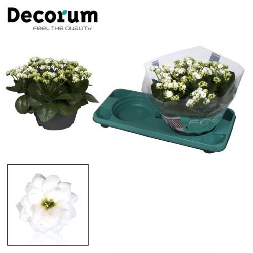 Kalanchoe calandiva wit