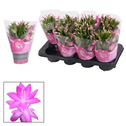 Schlumbergera roze