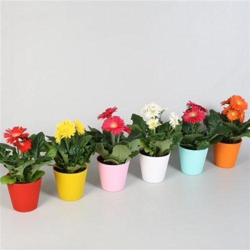 Gerbera colourgame mix