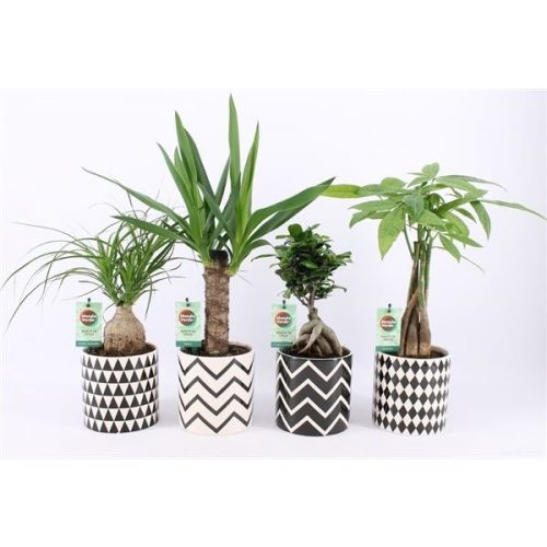 Kamerplanten mix tropics groen