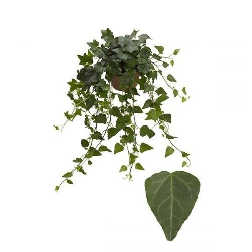 Hedera helix wilco