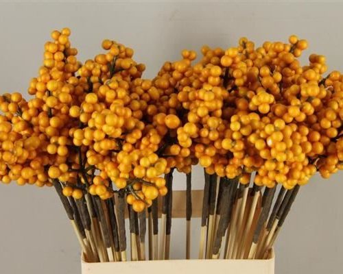 Stick berries ilex yellow - Stick berries ilex yellow