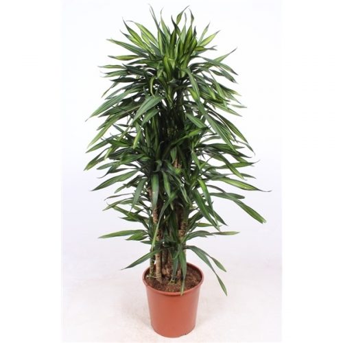 Dracaena fragr. riki