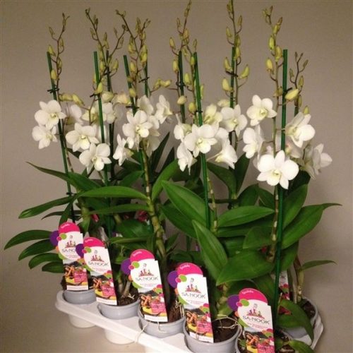 Dendrobium sa-nook coconut dream