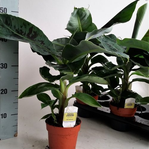 Musa dwarf cavendish