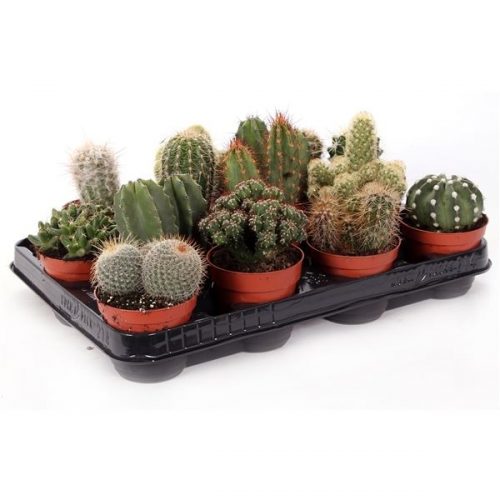 Cactus mix mt29