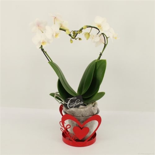 Phalrm-2007w romantic phalaenopsis	-	6	-	Adet