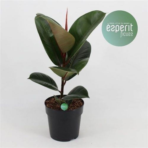 Ficus elastica robusta