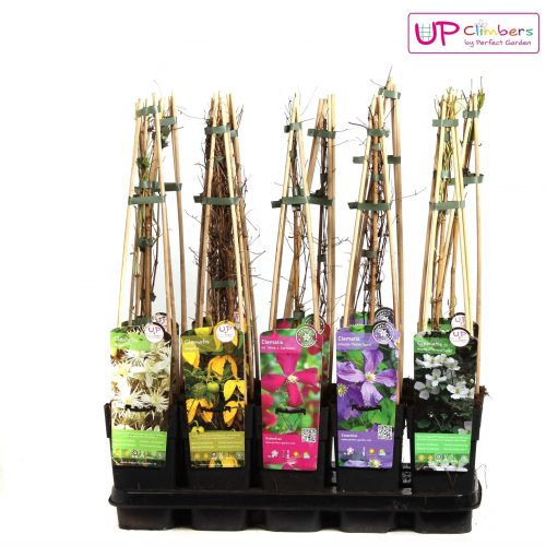 Clematis mix tray kleinbloemig