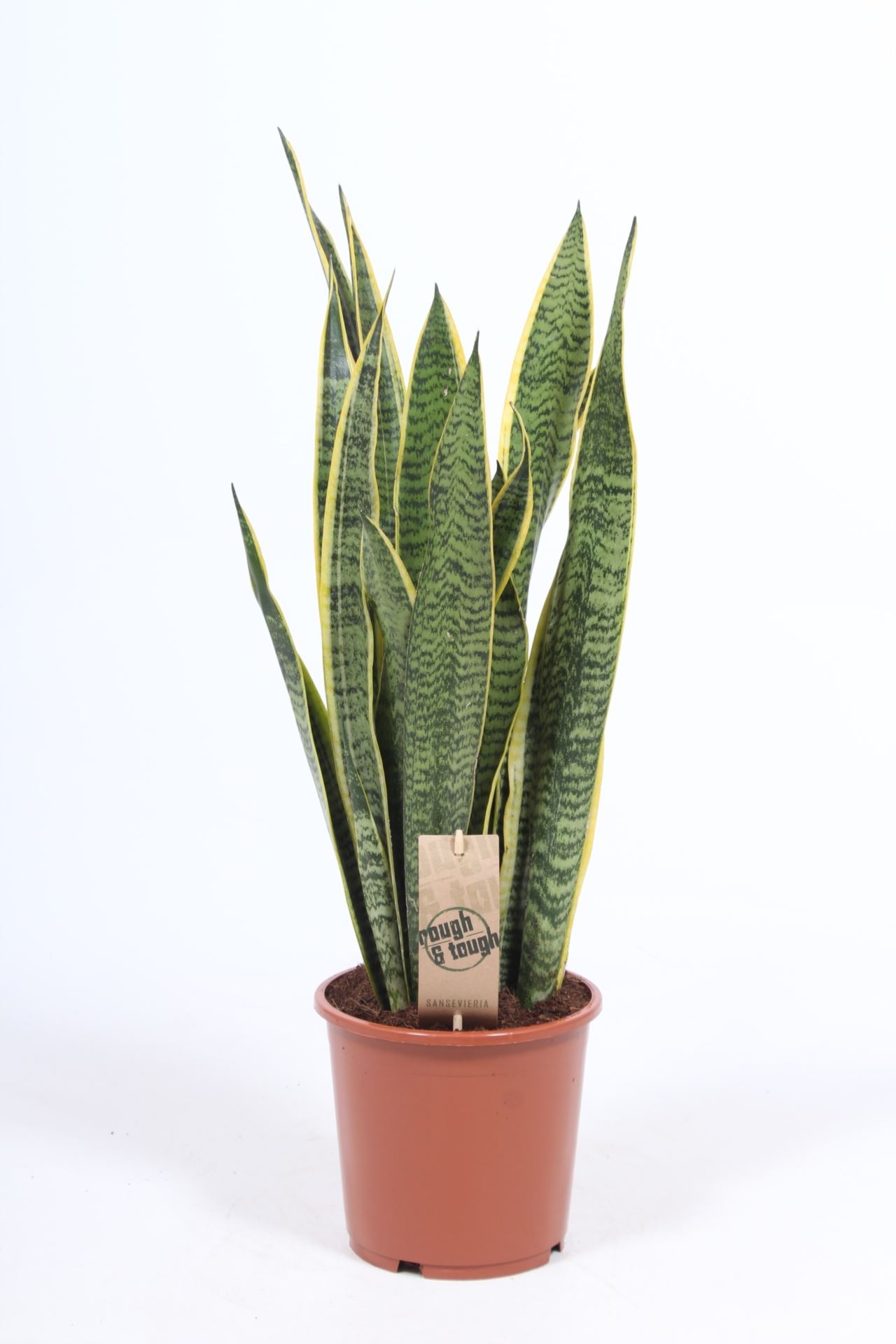 Sansevieria trifasciata laurentii 1 Sansevieria trifasciata laurentii