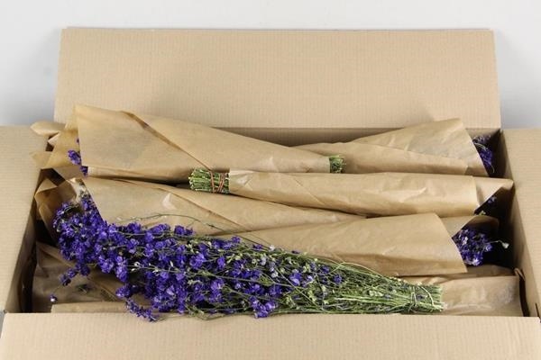 Df delphinium blue bs - Df delphinium blue bs 1 Df delphinium blue bs - Df delphinium blue bs