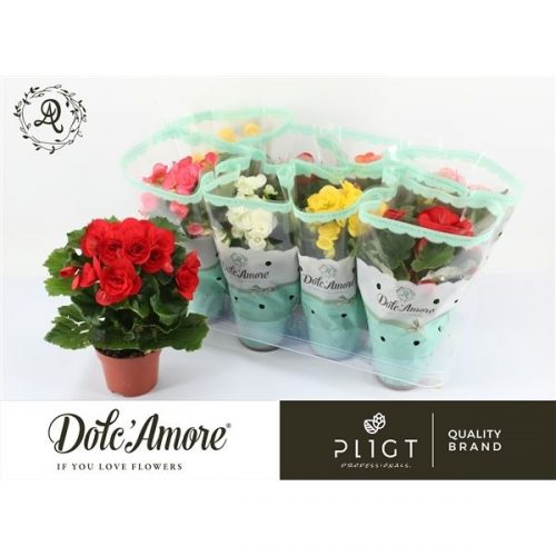 Begonia elatior du. mix dolcamore