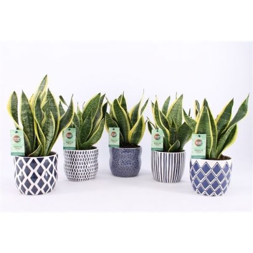 Sansevieria trifasciata futura superba