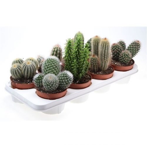 Cactus mix ca12001