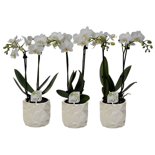 Phalaenopsis multiflora kolibri wit