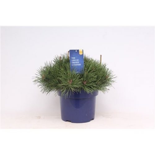 Pinus mugo pumilio