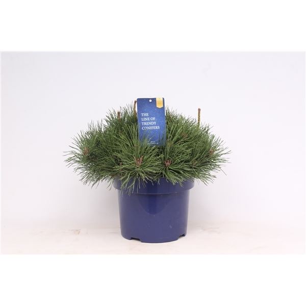 Pinus mugo pumilio