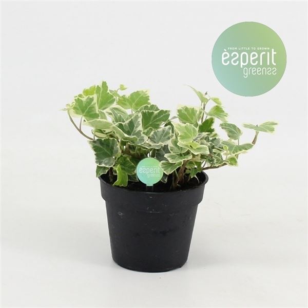 Hedera white wonder 1 Hedera white wonder